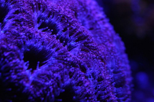 acan
