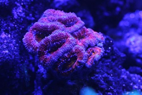 acan