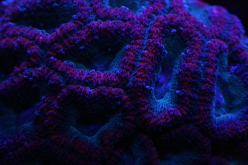 acan