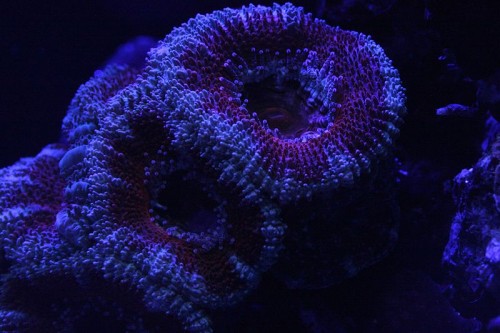 acan