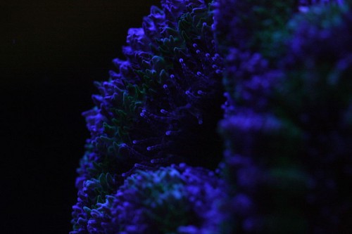 acan
