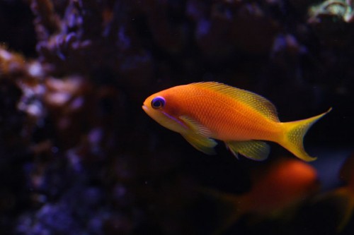 Anthias