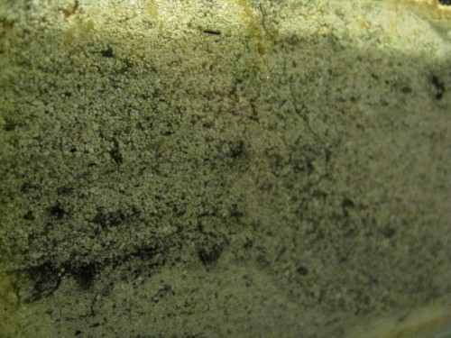 refugium (4).JPG