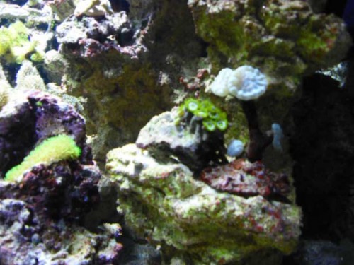 Akvarium-4.10.2011-004.jpg