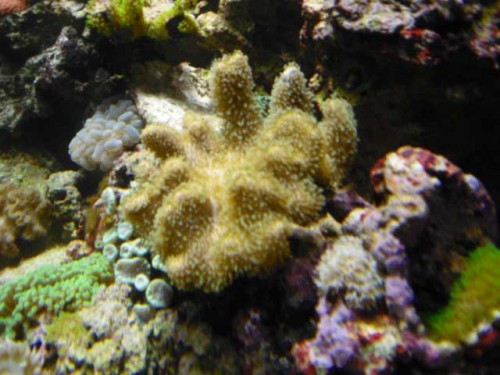 Akvarium-4.10.2011-005.jpg