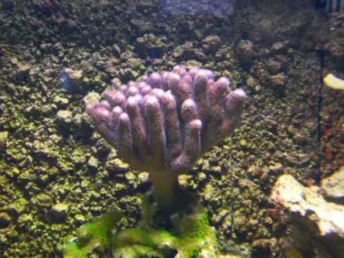 Akvarium-4.10.2011-008.jpg