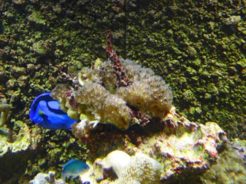 Akvarium-4.10.2011-012.jpg
