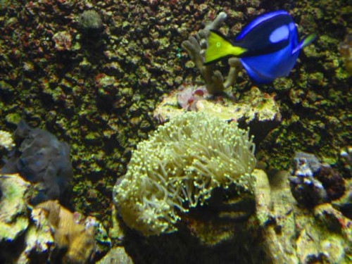 Akvarium-4.10.2011-015.jpg