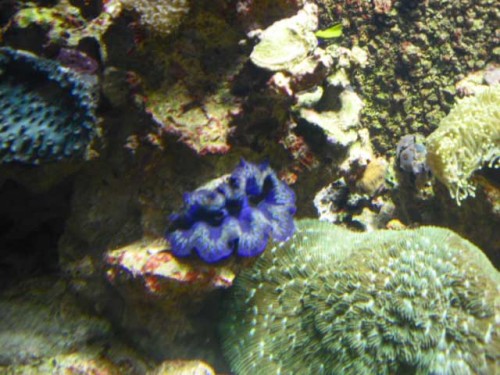 Akvarium-4.10.2011-018.jpg