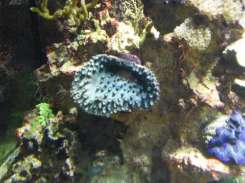 Akvarium-4.10.2011-019.jpg