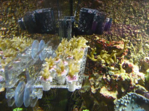 Her er 17 af de frags vi lavede i søndags. Pocillopora-tricolor. De er blevet fine, selv om det kan være svært at se.