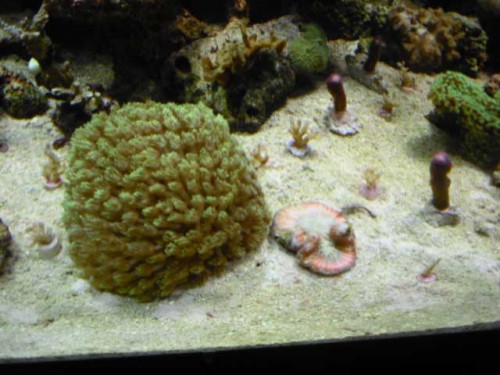 Akvarium-4.10.2011-024.jpg