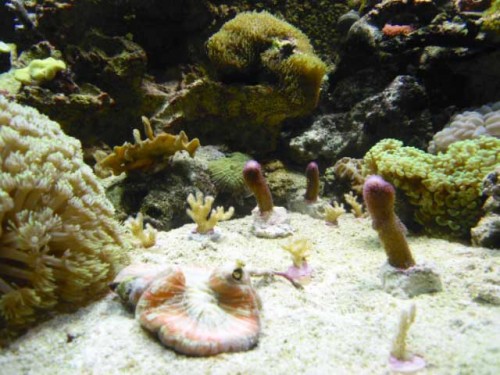 Flere frags der står på bunden, og nogle af Stylopora.