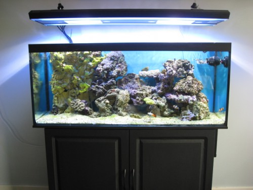 akvarie (3).JPG