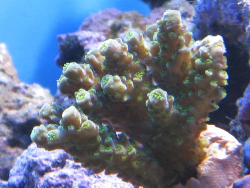 Acropora yongei_01.JPG