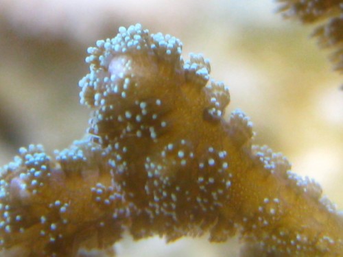 Seriatopora caliendrum_02.JPG