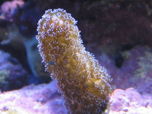 Stylophora Pistillata_01.JPG