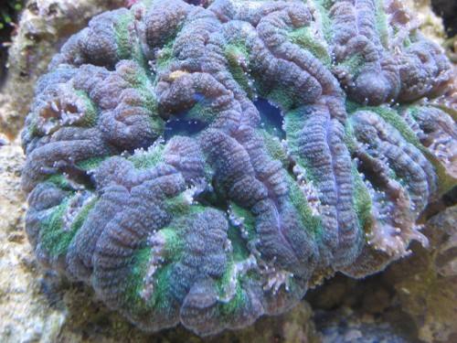 Symphyllia wilsoni_01.JPG