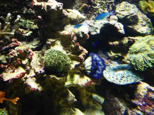 Akvarium-11.10.2011-002.jpg
