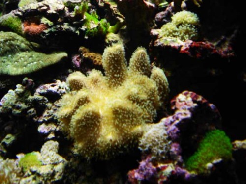 Akvarium-11.10.2011-005.jpg