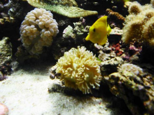 Akvarium-11.10.2011-006.jpg