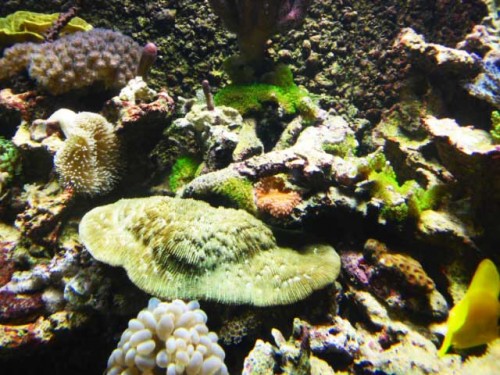 Akvarium-11.10.2011-007.jpg