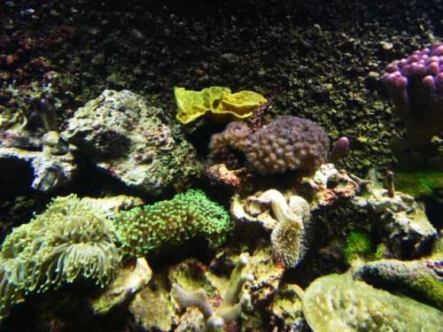 Akvarium-11.10.2011-009.jpg
