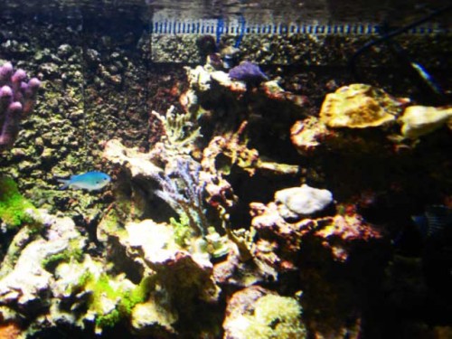 Akvarium-11.10.2011-010.jpg