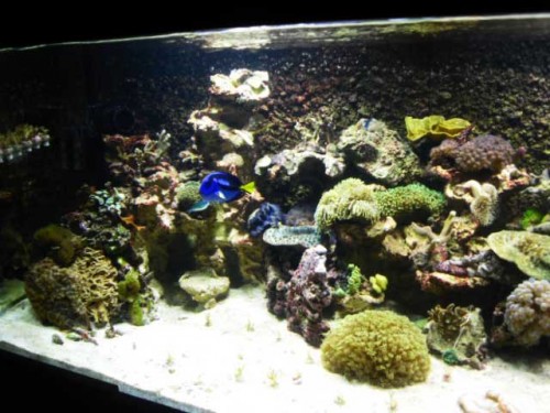Akvarium-11.10.2011-023.jpg