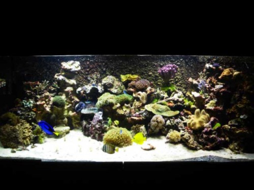 Akvarium-11.10.2011-024.jpg