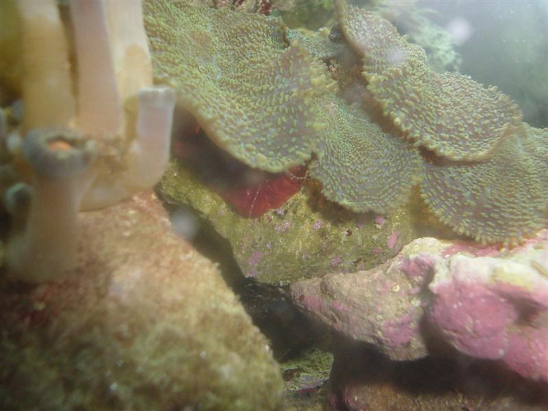 Fangearme (Medium).JPG