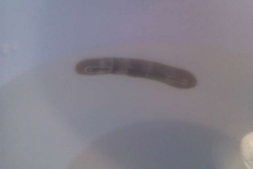 IMAG0035.jpg