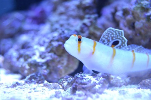 DSC_0006 (Medium).JPG