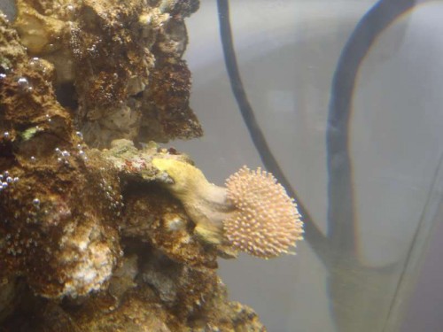 Sarcophyton
