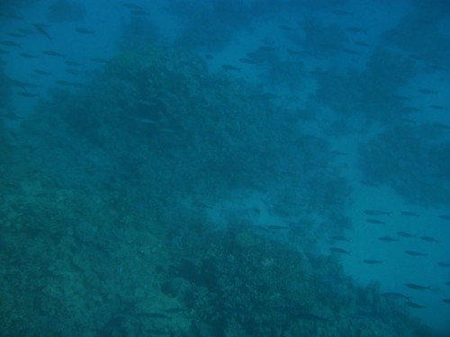 PA270021.jpg