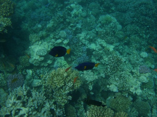 PA270014.jpg