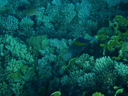 PA250046.jpg