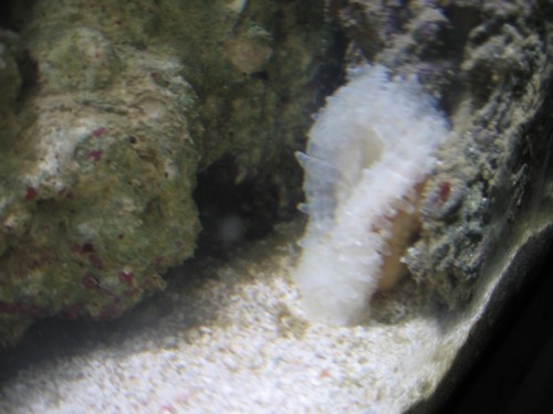 anemone.JPG