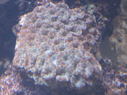 Akvarie1 006.JPG