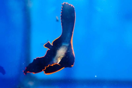 111116 Decocean (19 of 61).jpg