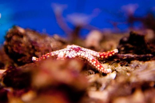 111116 Decocean (40 of 61).jpg