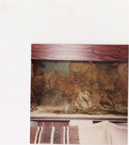 IMG3 (Large).jpg