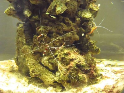 Lysmata Amboinensis og Stenopus Hispidus.