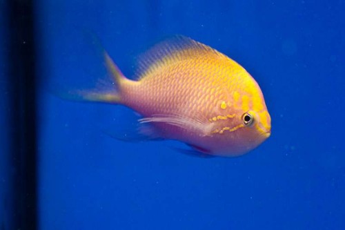 111118 Decocean (21 of 31).jpg