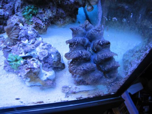 blandet 2010 405.JPG