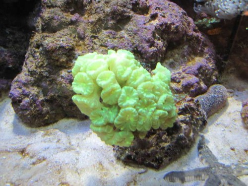 blandet 2010 140.JPG