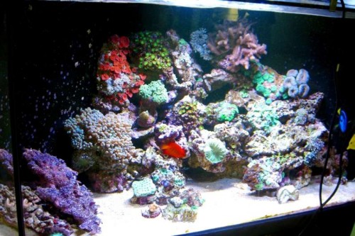 50wattAquaribar01.jpg
