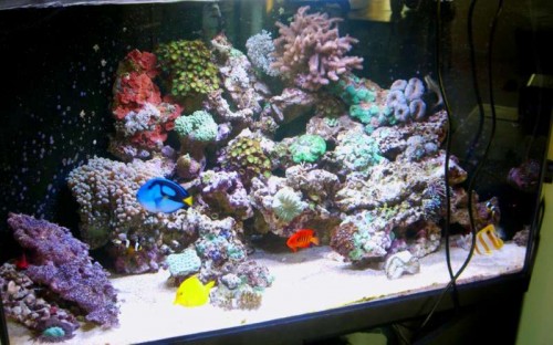 aquaribar50watt02.jpg