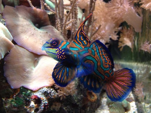 Mandarin
