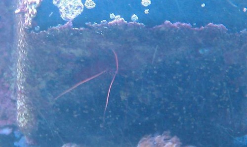 Han kiggede lige frem mens jeg sad og skrev indlæget :D